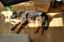 Djanco ligger i 27 grader sol