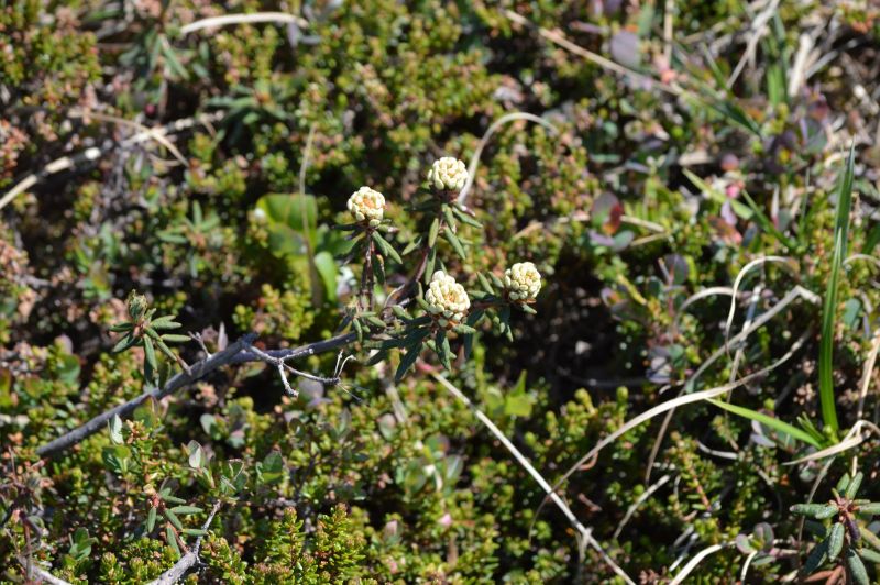 2015-07-07-1456_-_Gode_1__Vegetation