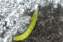 2016-06-05-1057_-_Larve