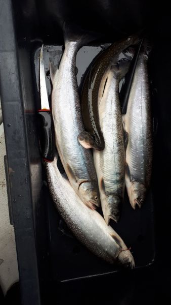 2018-09-09-1207_-_Ørred