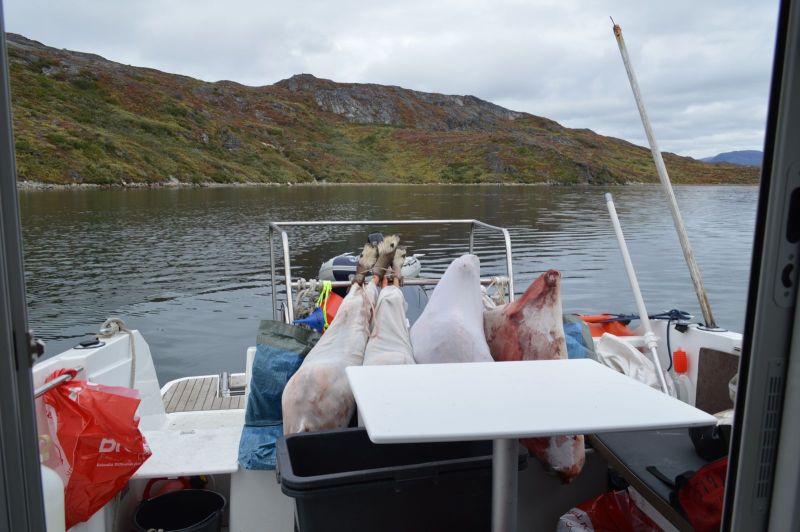 Dyrene pakket til turen hjem