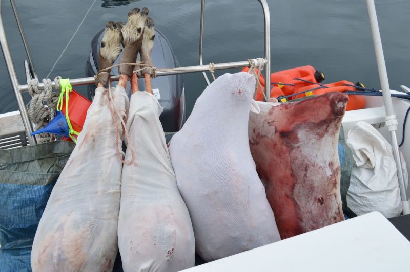 Dyrene pakket til turen hjem