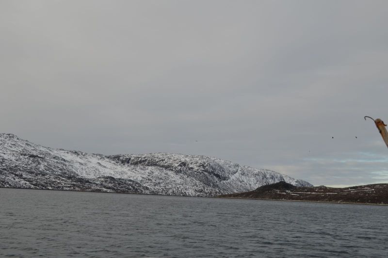 2018-11-03-1256_-_Havørn