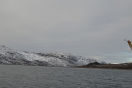 2018-11-03-1256_-_Havørn