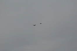 2018-11-03-1257_-_Havørn