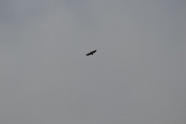 2018-11-03-1257_-_Havørn_2