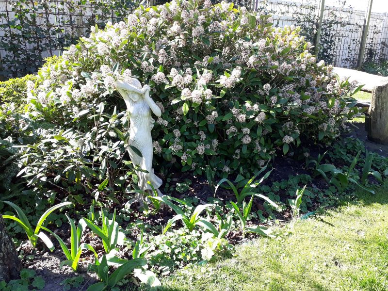 2019-04-18-1133_Bjørn-og-Susys-dejlige-have_-_2