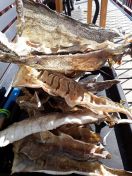 1. sæson 2019 tørfisk sommertørret