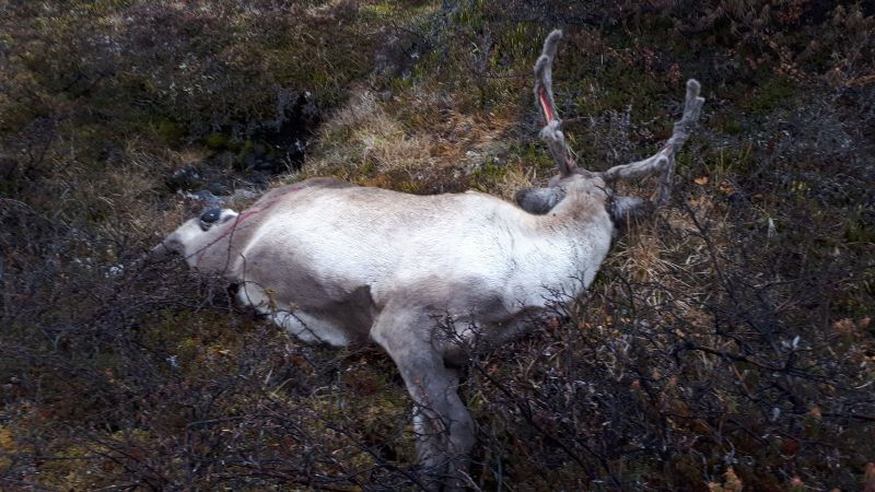 2019-09-20-1616_Rensdyr-Trofæ