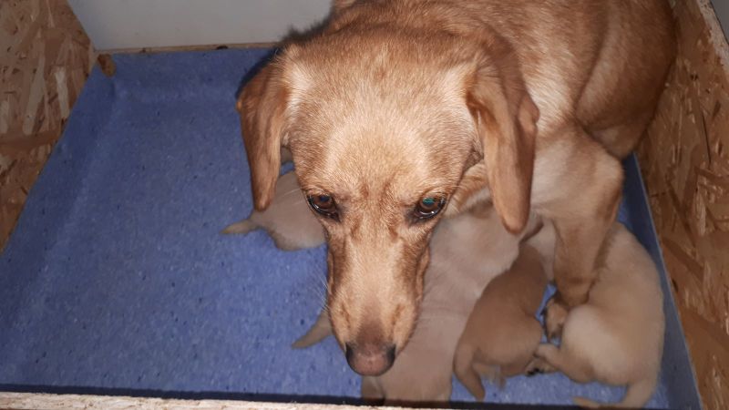 2020-04-27-1556_Hund-Ria