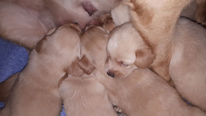 Emily og hendes søskende