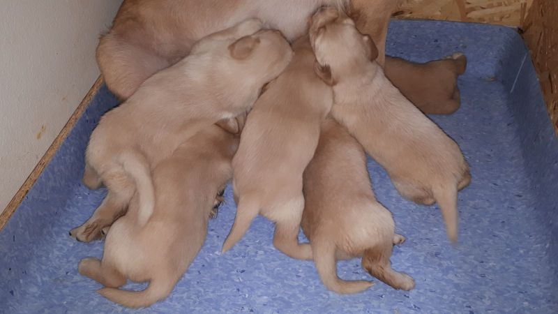Emily og hendes søskende