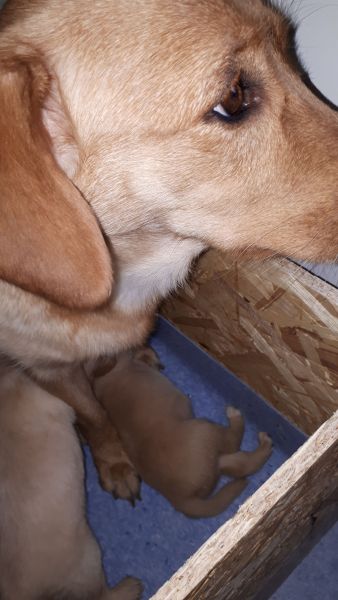 2020-04-27-1608_Hund-Ria