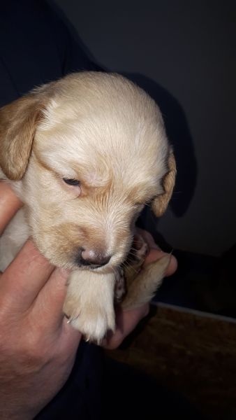 Emily og hendes søskende