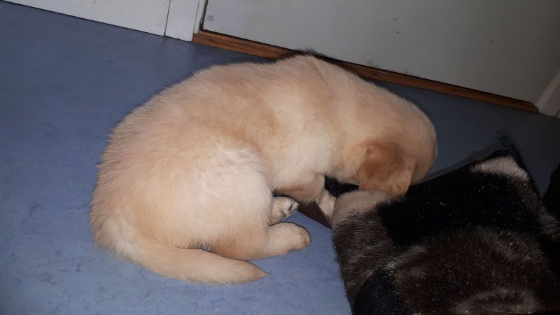 Emily og søskende