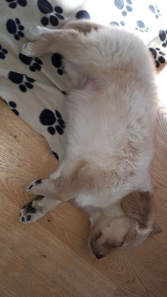 Emily og nogle af hendes søskende på 1. besøg i Pupik