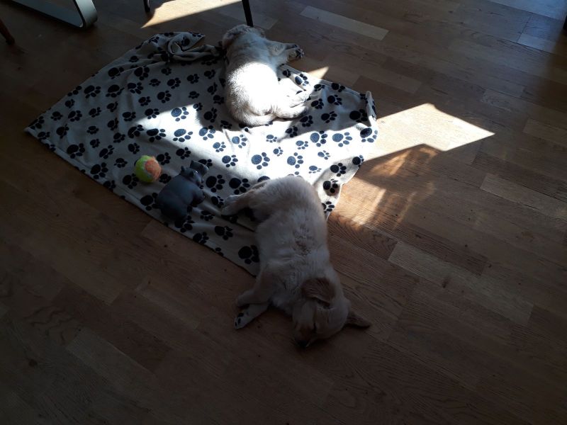 Emily og nogle af hendes søskende på 1. besøg i Pupik