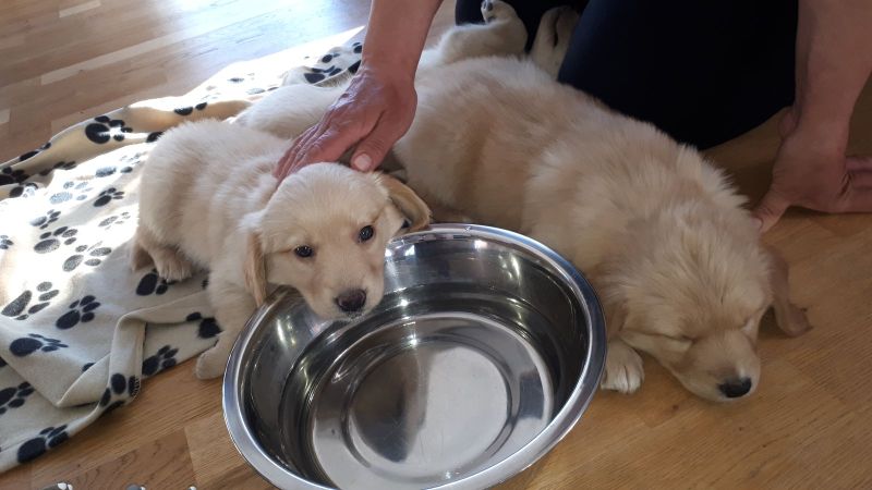 Emily og nogle af hendes søskende på 1. besøg i Pupik