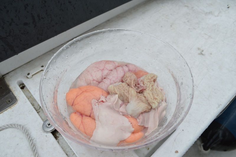 Kristi Himmarlfarts ferie i Qarajat Iluat