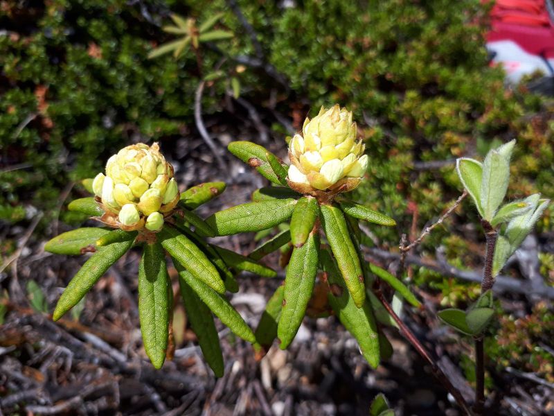 2020-05-30-1250_Vegetation