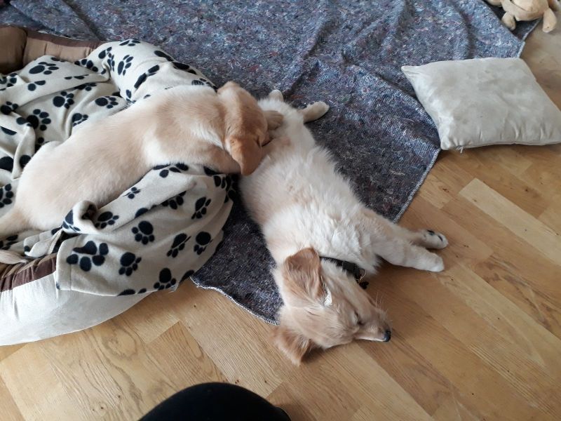 Emily og lillebror er på besøg