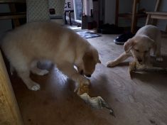 Emily og lillebror er på besøg