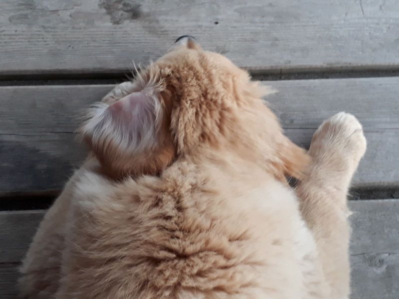 2020-07-03-2321_Emily