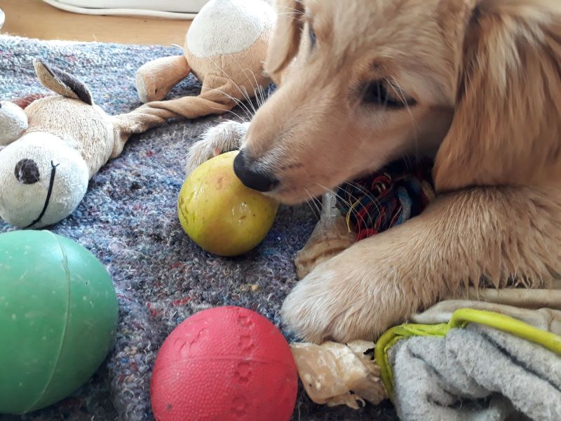 Emily smager æble for 1. gang