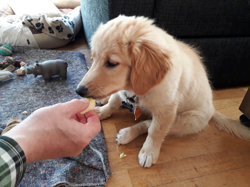 Emily smager æble for 1. gang