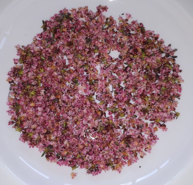 2020-07-19-1430_Krydderurter