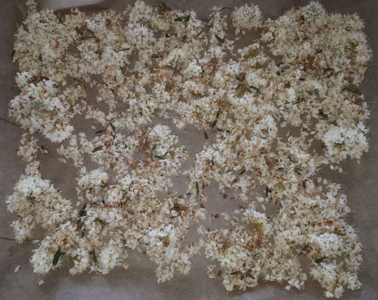 2020-07-19-1430_Krydderurter_2