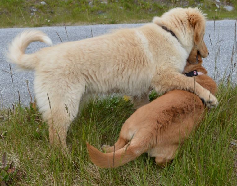 Emily møder 2 af sine søskende Marley og Naala
