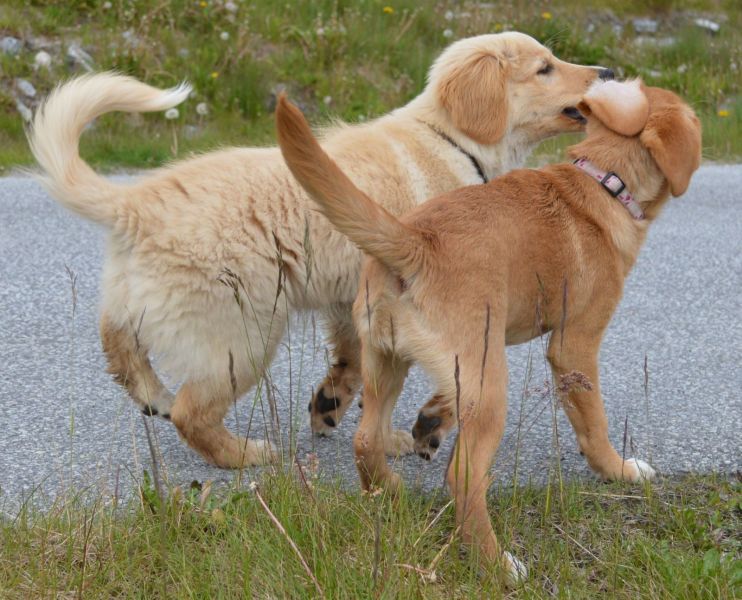 Emily møder 2 af sine søskende Marley og Naala