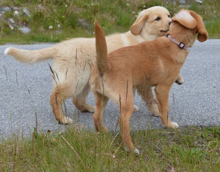 Emily møder 2 af sine søskende Marley og Naala