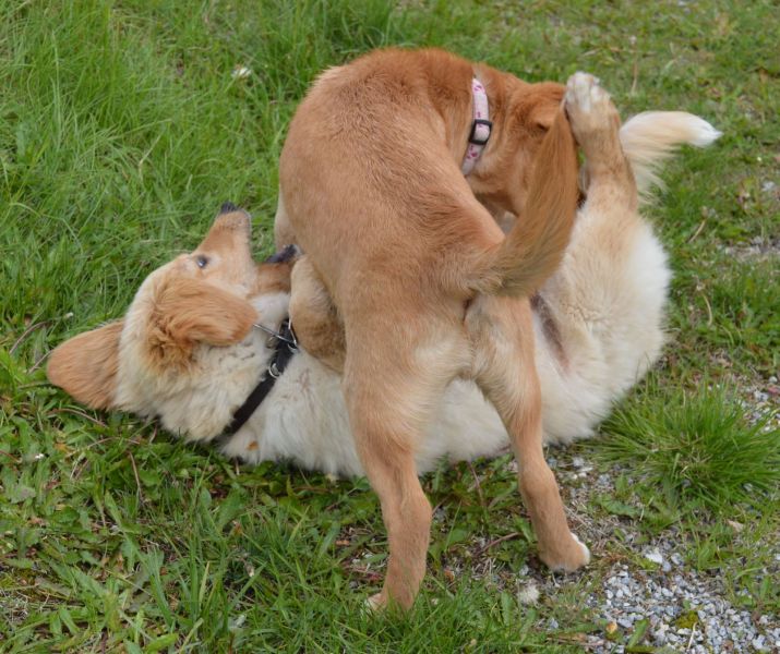 Emily møder 2 af sine søskende Marley og Naala