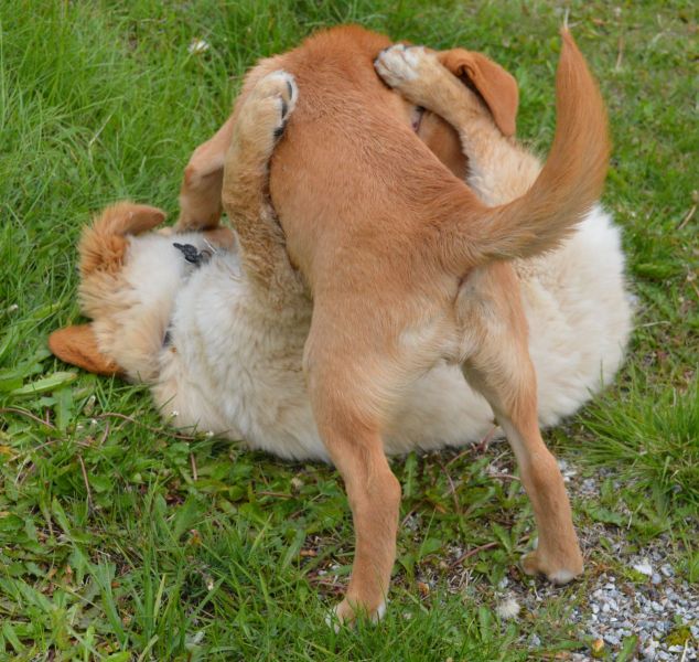 Emily møder 2 af sine søskende Marley og Naala