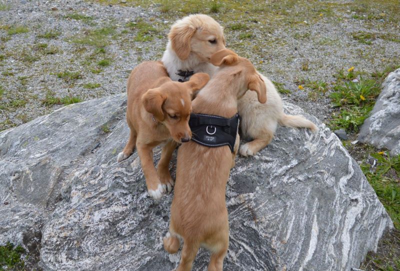 Emily møder 2 af sine søskende Marley og Naala