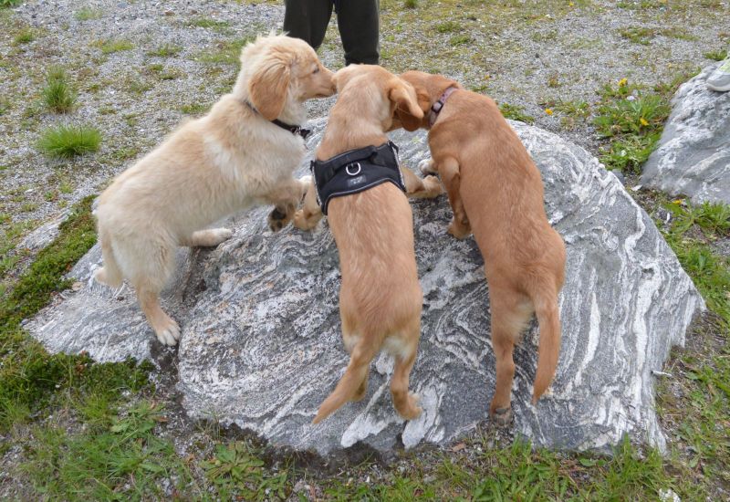 Emily møder 2 af sine søskende Marley og Naala