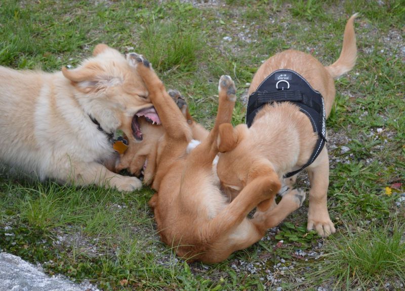 Emily møder 2 af sine søskende Marley og Naala