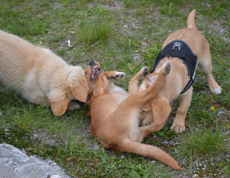 Emily møder 2 af sine søskende Marley og Naala