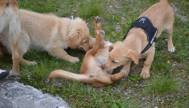 Emily møder 2 af sine søskende Marley og Naala