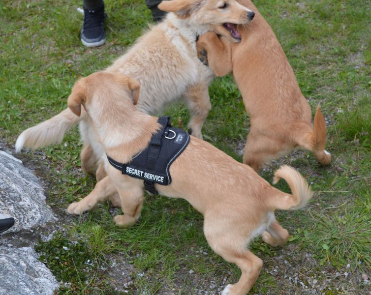 Emily møder 2 af sine søskende Marley og Naala