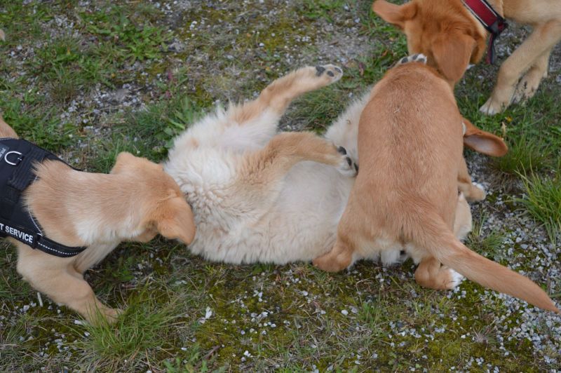 Emily møder 2 af sine søskende Marley og Naala
