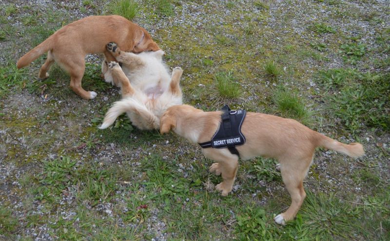 Emily møder 2 af sine søskende Marley og Naala