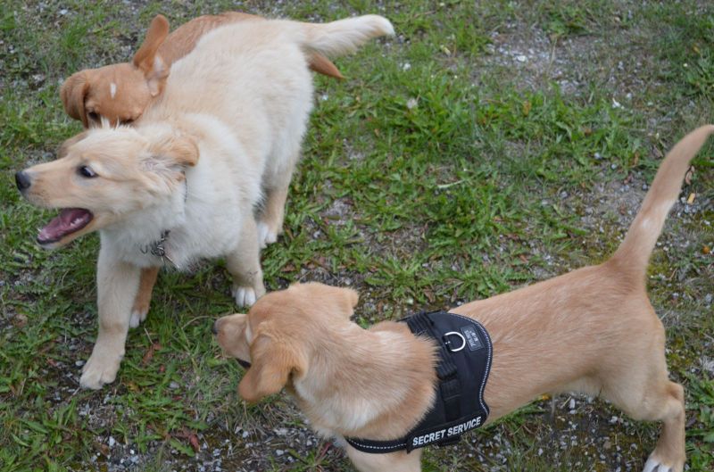 Emily møder 2 af sine søskende Marley og Naala