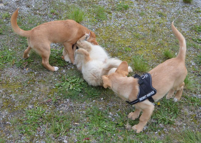 Emily møder 2 af sine søskende Marley og Naala