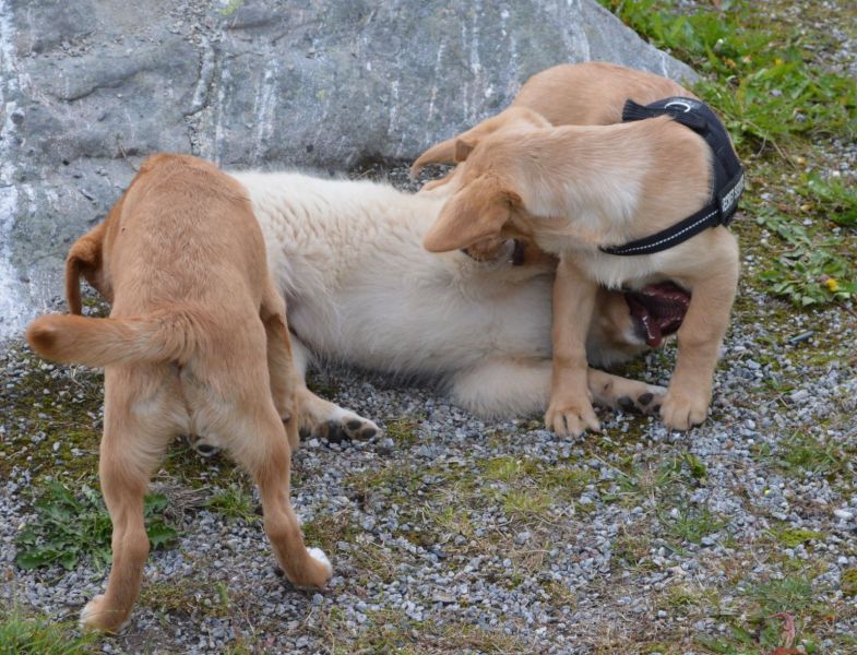 Emily møder 2 af sine søskende Marley og Naala