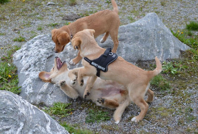 Emily møder 2 af sine søskende Marley og Naala