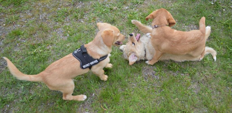 Emily møder 2 af sine søskende Marley og Naala