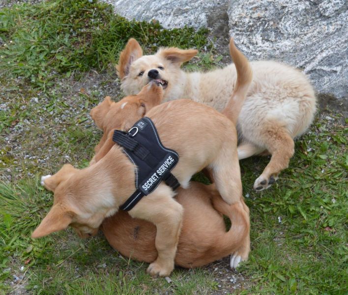 Emily møder 2 af sine søskende Marley og Naala